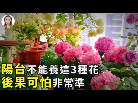 陽台可以種玫瑰花嗎|【玫瑰種植陽台】陽台玫瑰種植奇招！小陽台也能讓玫瑰花盛開！。